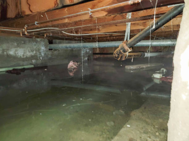 Best Professional water damage repair  in Boron, CA